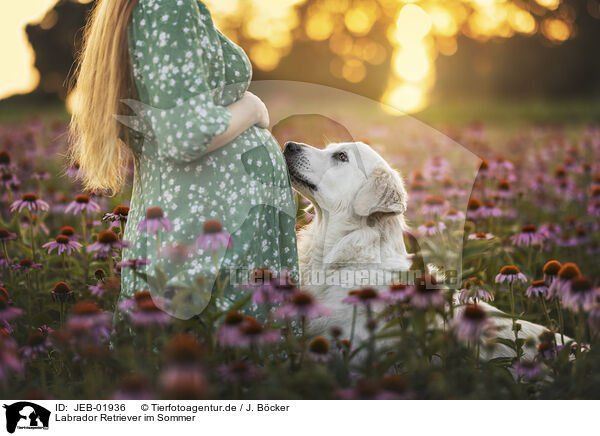 Labrador Retriever im Sommer / JEB-01936