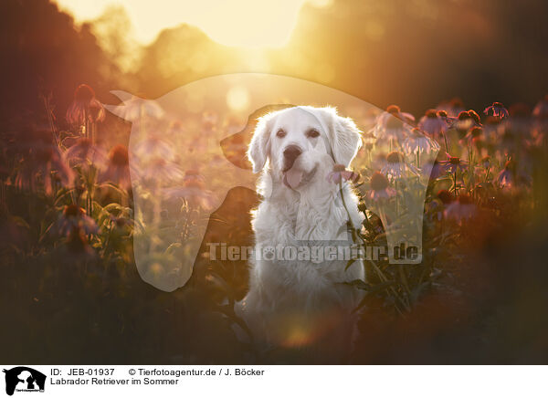 Labrador Retriever im Sommer / JEB-01937