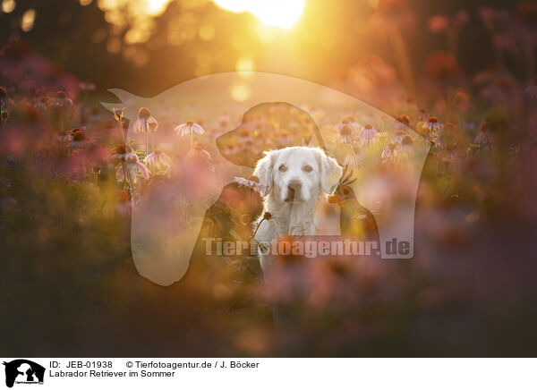 Labrador Retriever im Sommer / JEB-01938
