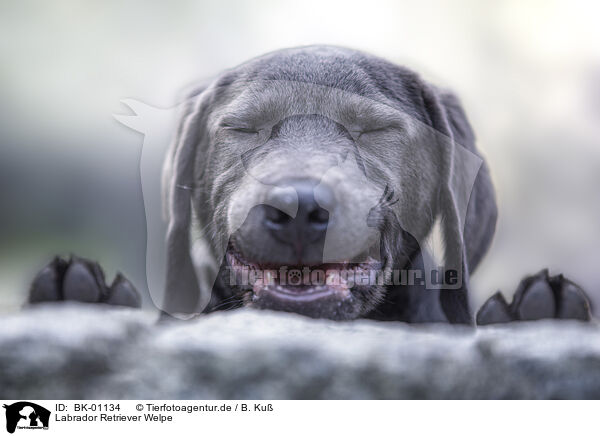 Labrador Retriever Welpe / BK-01134