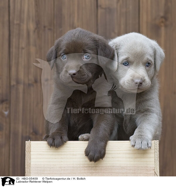 Labrador Retriever Welpen / Labrador Retriever Puppies / HBO-05409