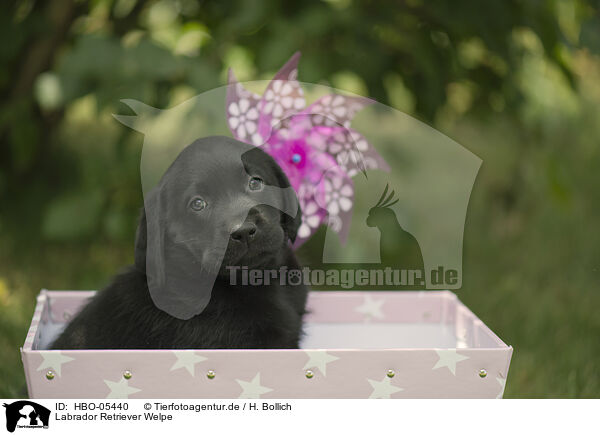 Labrador Retriever Welpe / Labrador Retriever Puppy / HBO-05440