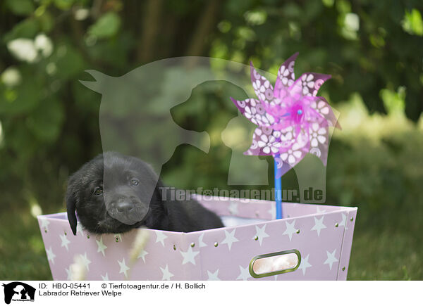 Labrador Retriever Welpe / Labrador Retriever Puppy / HBO-05441