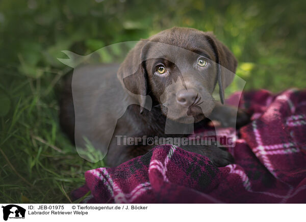 Labrador Retriever Welpe / JEB-01975