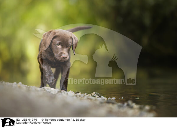 Labrador Retriever Welpe / JEB-01976