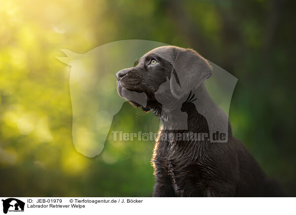 Labrador Retriever Welpe / JEB-01979