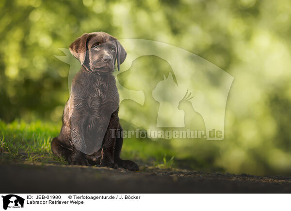 Labrador Retriever Welpe / JEB-01980