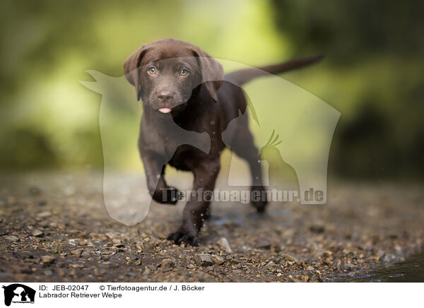 Labrador Retriever Welpe / JEB-02047