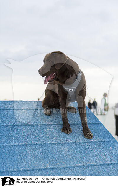 brauner Labrador Retriever / brown Labrador Retriever / HBO-05456