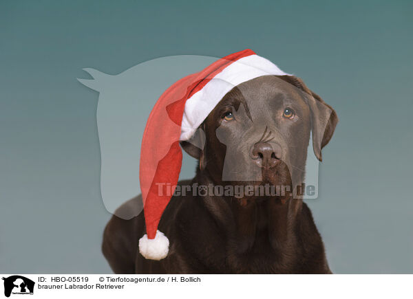 brauner Labrador Retriever / brown Labrador Retriever / HBO-05519