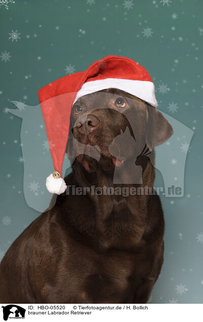 brauner Labrador Retriever / brown Labrador Retriever / HBO-05520