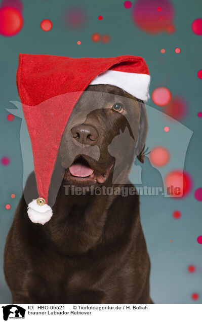brauner Labrador Retriever / brown Labrador Retriever / HBO-05521