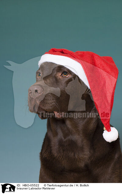 brauner Labrador Retriever / brown Labrador Retriever / HBO-05522