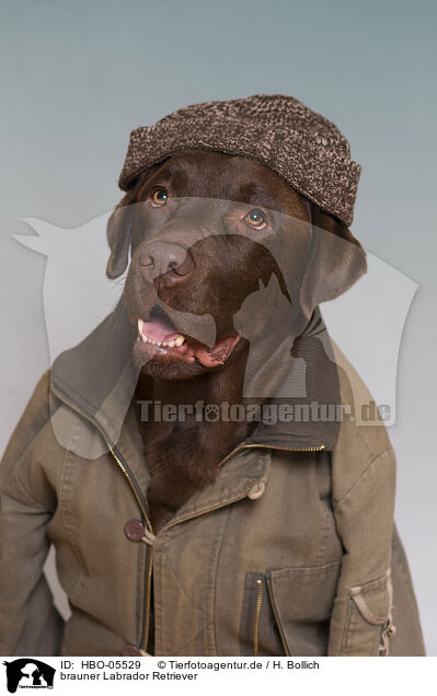 brauner Labrador Retriever / brown Labrador Retriever / HBO-05529