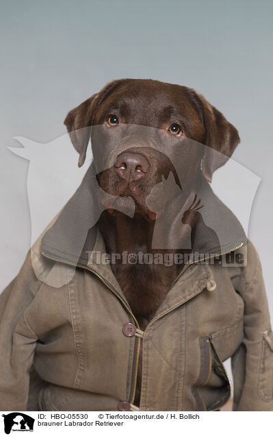 brauner Labrador Retriever / HBO-05530