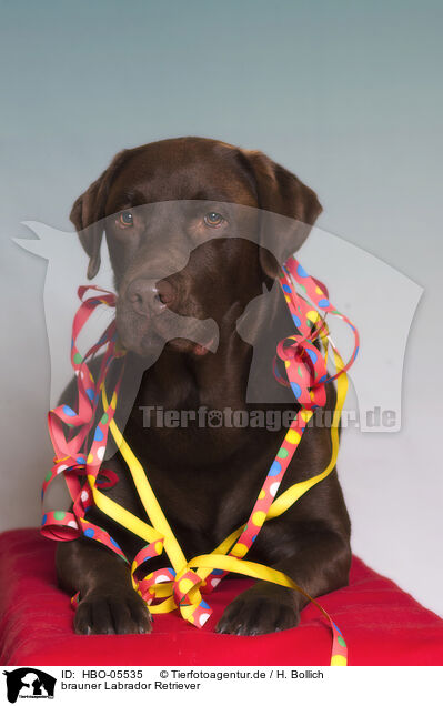 brauner Labrador Retriever / brown Labrador Retriever / HBO-05535