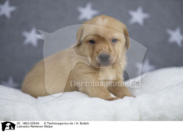 Labrador Retriever Welpe / HBO-05649