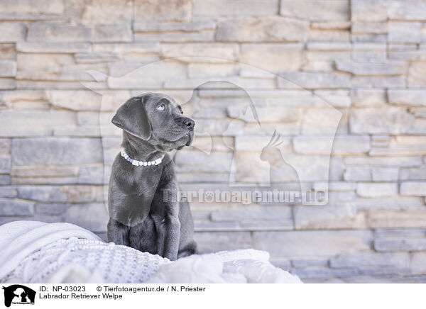 Labrador Retriever Welpe / NP-03023