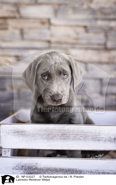 Labrador Retriever Welpe / Labrador Retriever Puppy / NP-03027