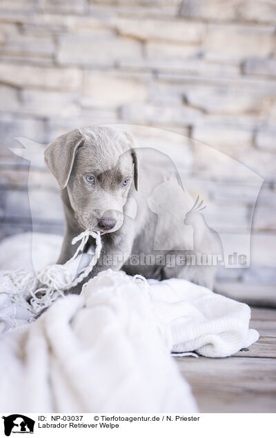 Labrador Retriever Welpe / Labrador Retriever Puppy / NP-03037