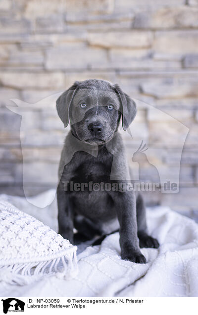 Labrador Retriever Welpe / NP-03059