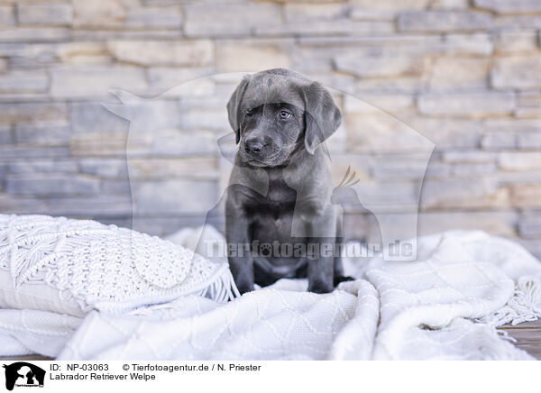 Labrador Retriever Welpe / NP-03063