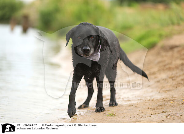 schwarzer Labrador Retriever / KB-07457