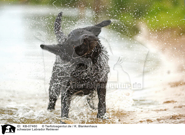 schwarzer Labrador Retriever / black Labrador Retriever / KB-07460