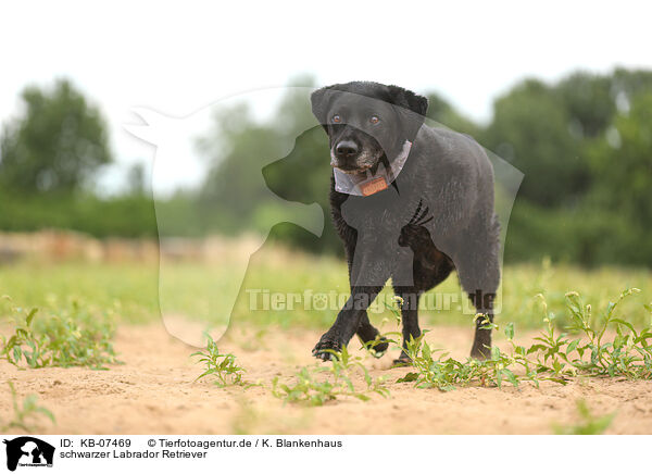 schwarzer Labrador Retriever / KB-07469