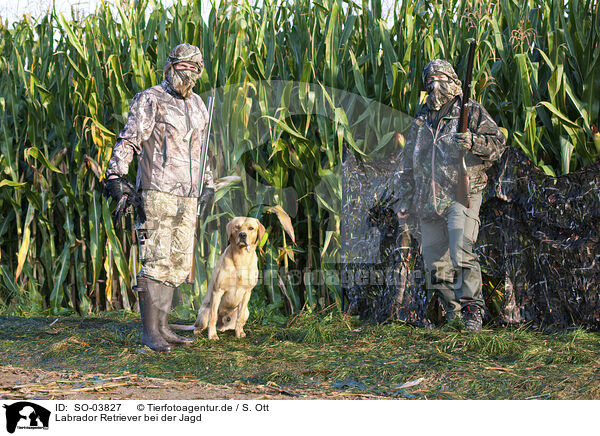 Labrador Retriever bei der Jagd / SO-03827
