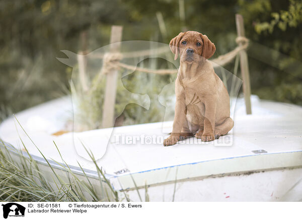 Labrador Retriever Welpe / SE-01581