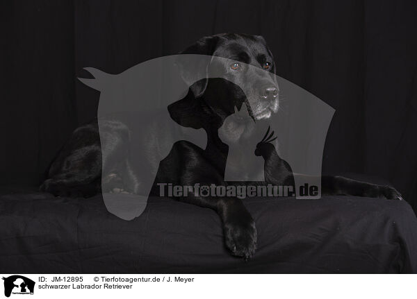 schwarzer Labrador Retriever / JM-12895