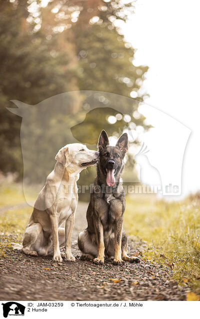 2 Hunde / JAM-03259