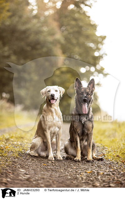 2 Hunde / JAM-03260