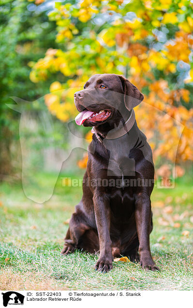 Labrador Retriever Rde / male Labrador Retriever / SST-22403