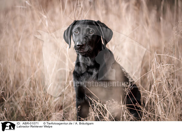 Labrador Retriever Welpe / ABR-01071