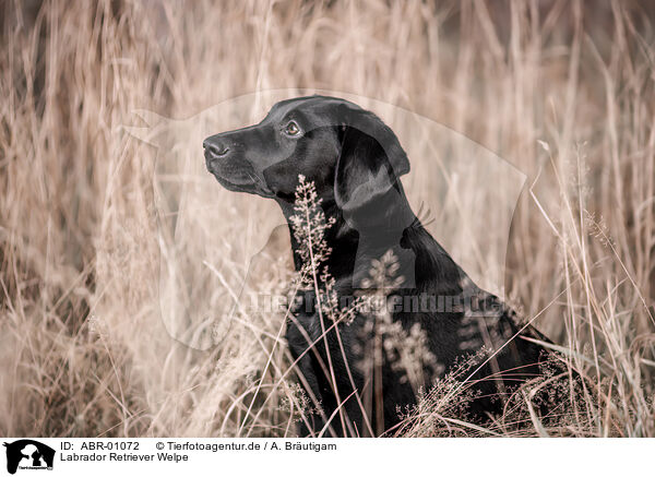 Labrador Retriever Welpe / ABR-01072