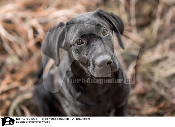 Labrador Retriever Welpe / Labrador Retriever Puppy / ABR-01073