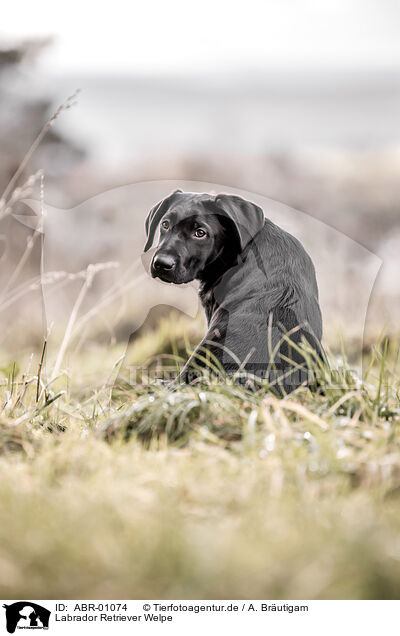 Labrador Retriever Welpe / ABR-01074