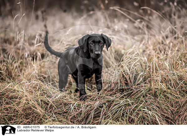 Labrador Retriever Welpe / Labrador Retriever Puppy / ABR-01075