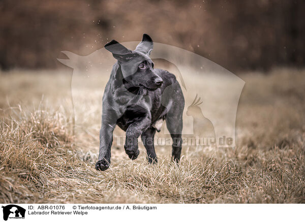 Labrador Retriever Welpe / Labrador Retriever Puppy / ABR-01076