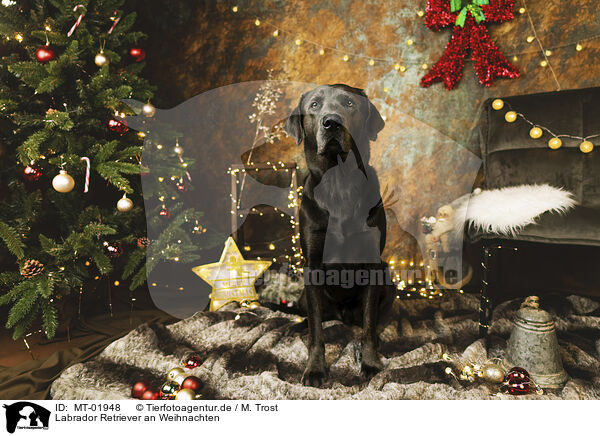Labrador Retriever an Weihnachten / MT-01948