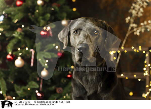 Labrador Retriever an Weihnachten / Labrador Retriever at christmas / MT-01949