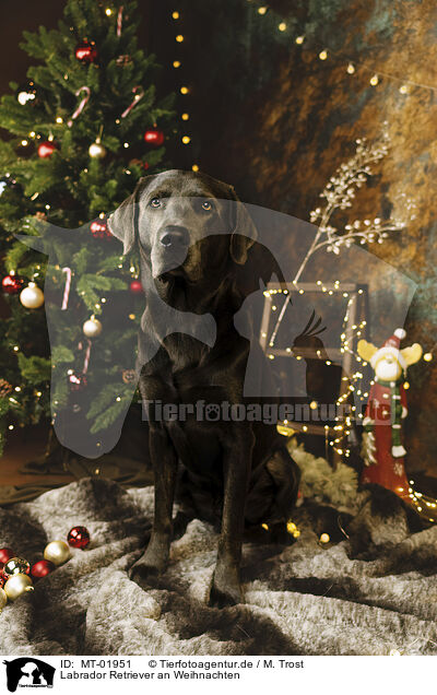 Labrador Retriever an Weihnachten / MT-01951