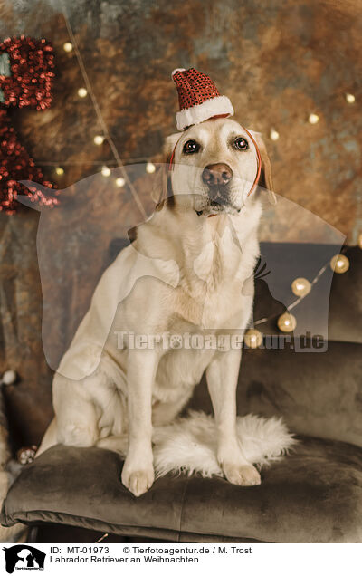 Labrador Retriever an Weihnachten / MT-01973