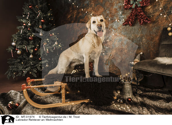 Labrador Retriever an Weihnachten / Labrador Retriever at christmas / MT-01974