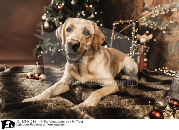 Labrador Retriever an Weihnachten / MT-01984