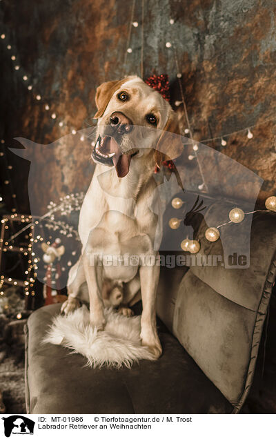 Labrador Retriever an Weihnachten / Labrador Retriever at christmas / MT-01986