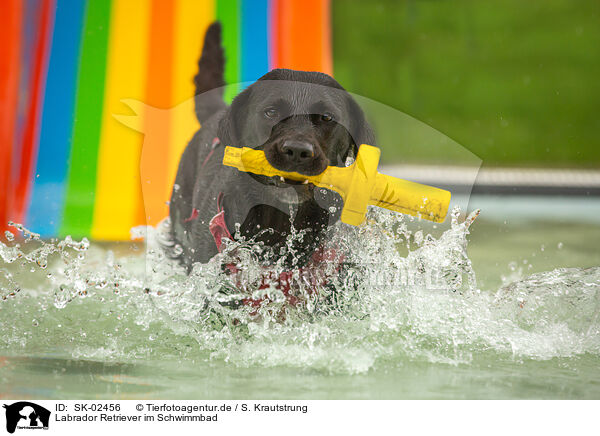 Labrador Retriever im Schwimmbad / Labrador Retriever at swimming bath / SK-02456