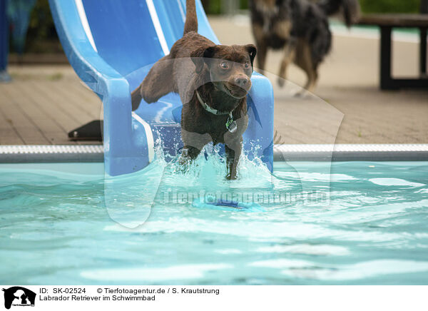 Labrador Retriever im Schwimmbad / Labrador Retriever at swimming bath / SK-02524